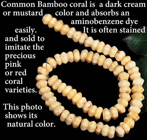Bamboo coral
