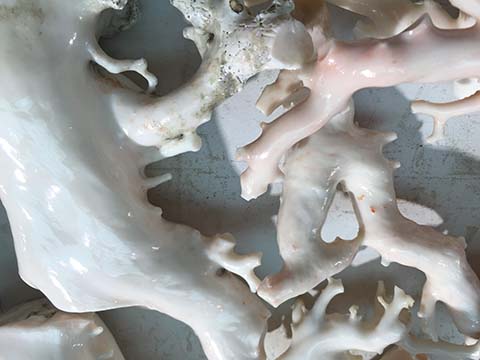 This image shows the salmon or pink overtones that genuine white coral may have. These tones are rare in nature yet are seen often in dyed white coral sold as pink or red coral.