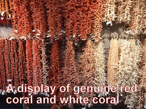 A display of genuine red and white coral.