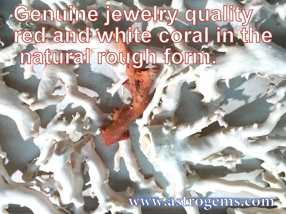 Genuine jewelry quality red and white coral in the natural rough form.