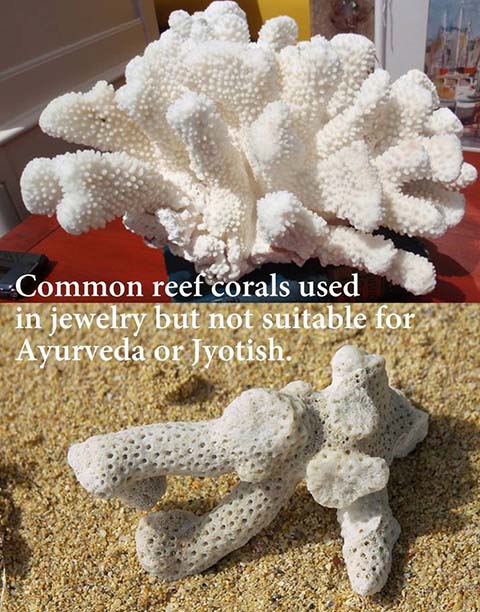 common reef coral can be found in jewelry but it is not suitable for ayurvedic or jyotish items